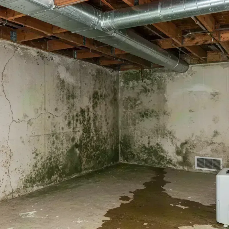 Professional Mold Removal in Madera, CA